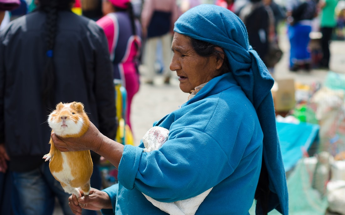 Peruvian person presenting Guinea Pig to potential customers