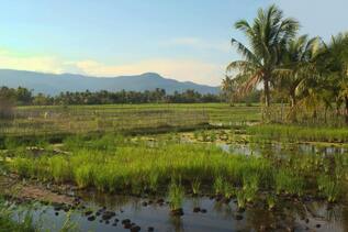 Rice farm Siem Reap Cambodia with a view