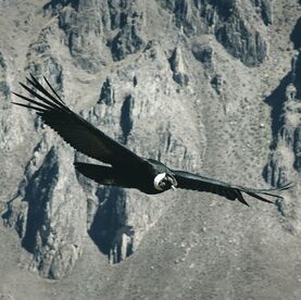 Soaring condor in Andes Mountains of Peru