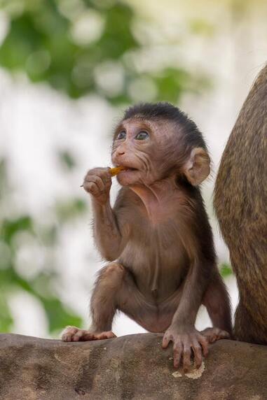 Baby macaque monkey angkor Wat Siem Reap Cambodia