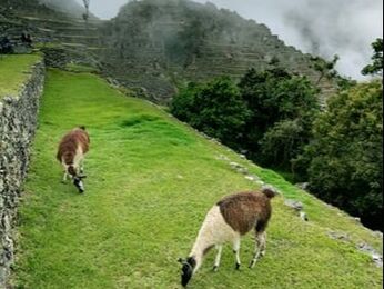 Llamas landscaping eating grass on terraces in Machu Picchu