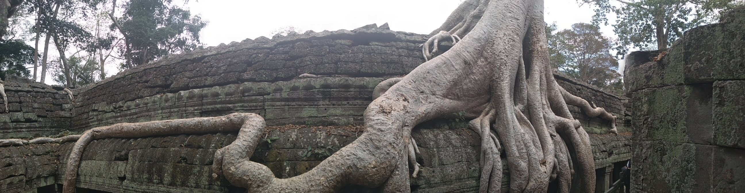 Banyon Tree at Angkor Thom SIem Reap Cambodia