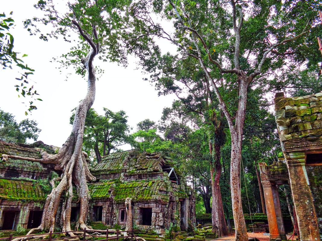 Banyon tree on Angkor Thom Temple, Angkor Wat Cambobia