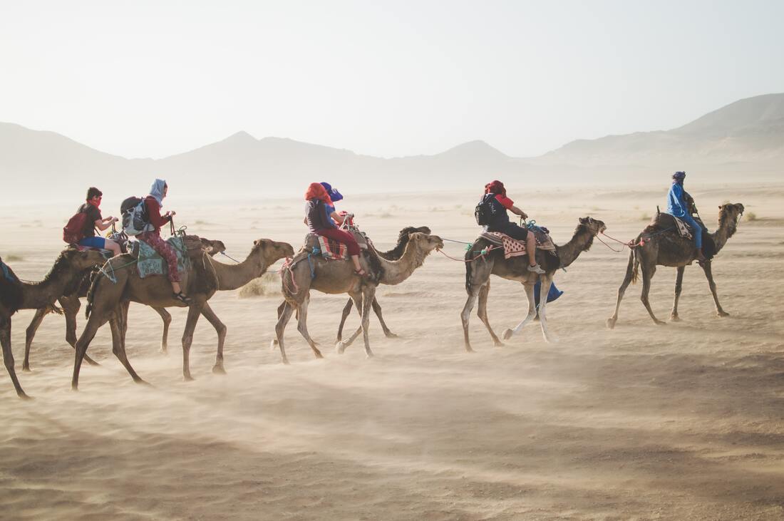 Group tour camel with strangers desert